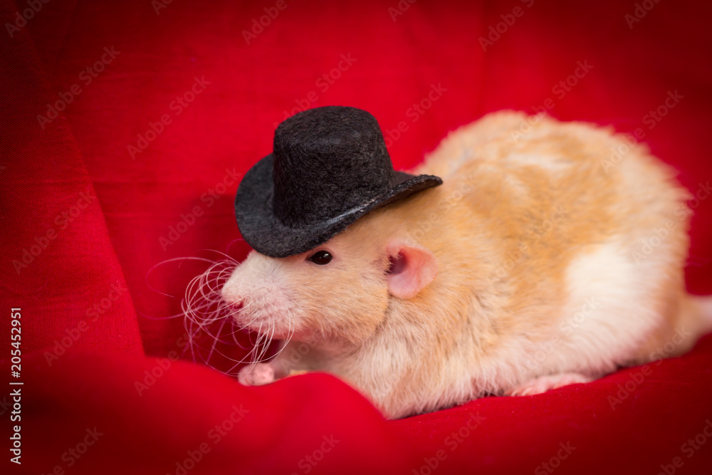 Pet Rat Top Hat Stock Photo | Adobe Stock