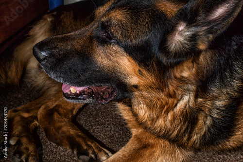 Dog German Shepherd lies in a dark room
