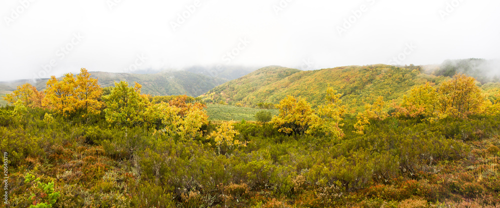 Vista panorámica de paisaje de Otoño con Colinas y Bosques de Robles  entre  niebla y nubes bajas y brezos en primer plano 