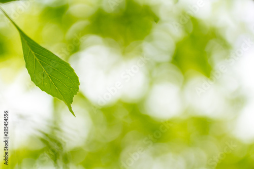 Green color image   Green Leaves  