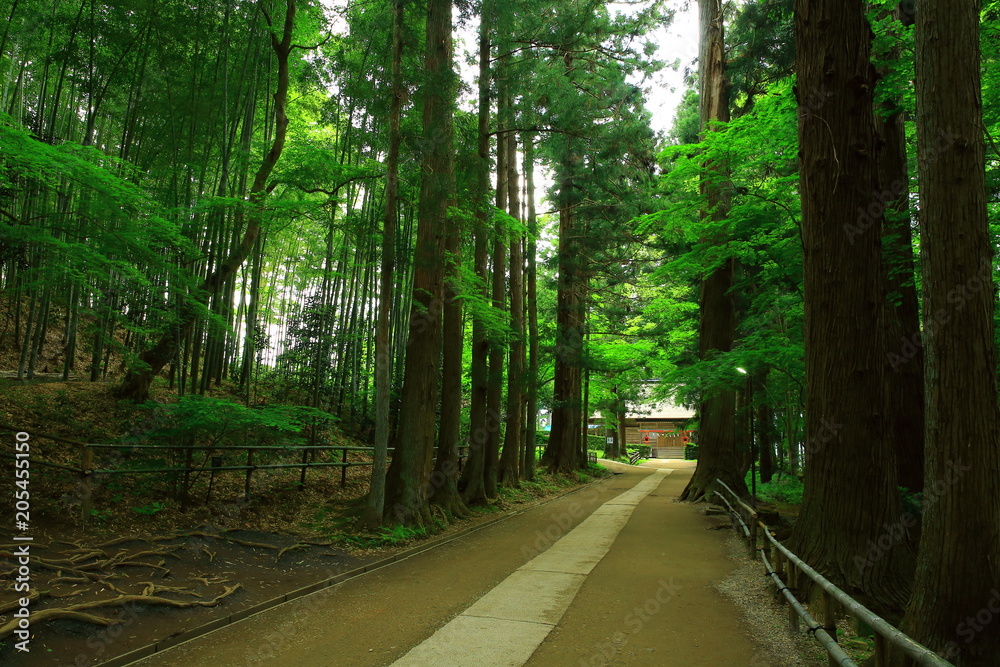 Fototapeta premium 世界遺産 新緑の中尊寺