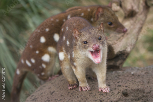 Two Tiger Quolls
