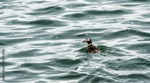 Small duck swimming in dark water and waves.