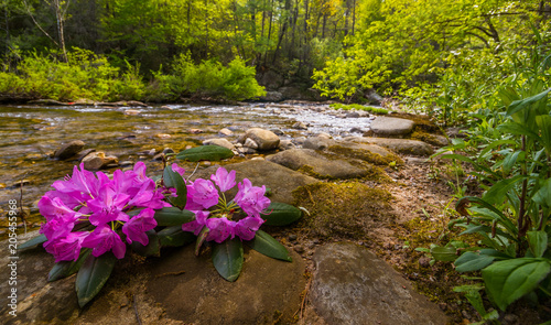 Foto Spring in the Pisgah National Forest of North Carolina