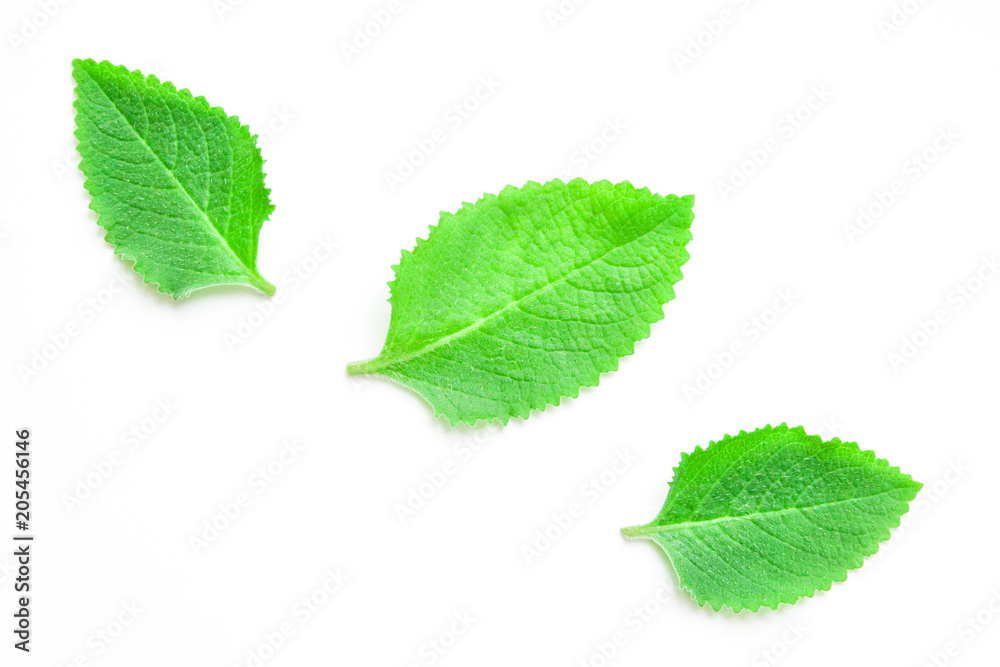 Green fresh mint leaves on a white background. View from above. Green fresh mint leaves on a white background. View from above.