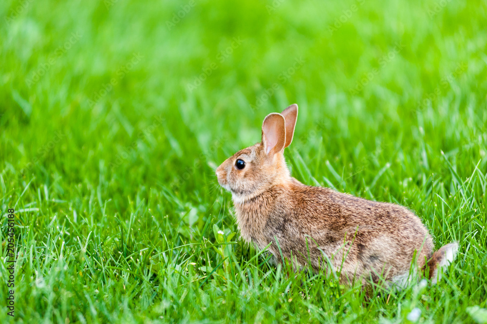 Focus on wild rabbit standing in green grass. Focus on wild rabbit standing in green grass.