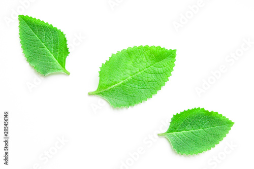 Green fresh mint leaves on a white background. View from above.