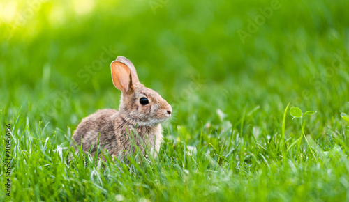 Focus on small wild bunny in green grass.