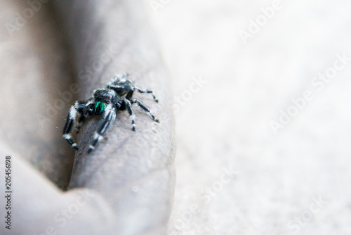 Bold Jumping Spider Exploring Chair  © Kyle Cavallaro Photo