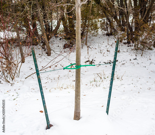 Tree braced by metal stakes and cables.