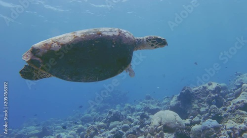 Hawksbill Sea Turtle With Missing Flipper, Lost In A Drifting Fishing Net Underwater, Saved By A Free Diver, One Month Recovered With Flipper Bones Still Attached.