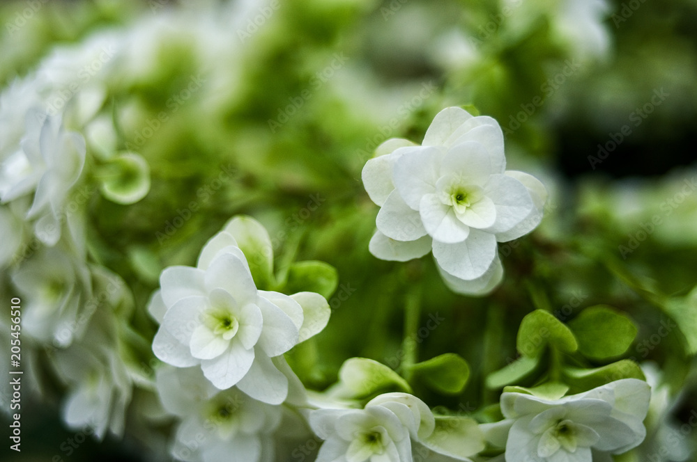 白い花 白い花