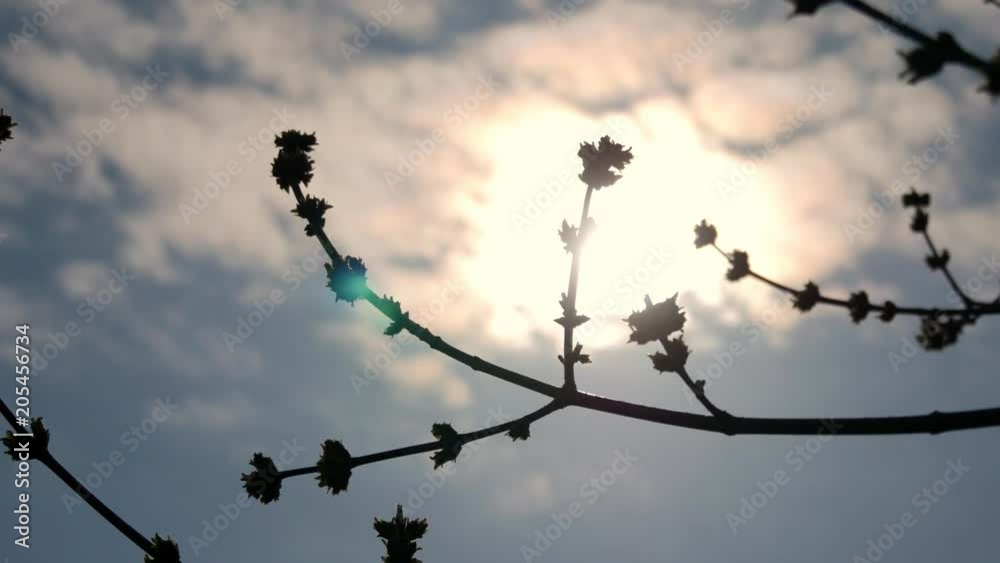 Blooming tree with flowers in spring. Beautiful soft focus footage of spring flowers. The rays of the sun through the tree. Blooming tree with flowers in spring. Beautiful soft focus footage of spring flowers. The rays of the sun through the tree.