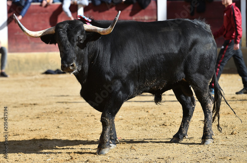 toro en españa