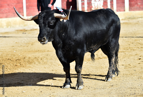 toro en españa