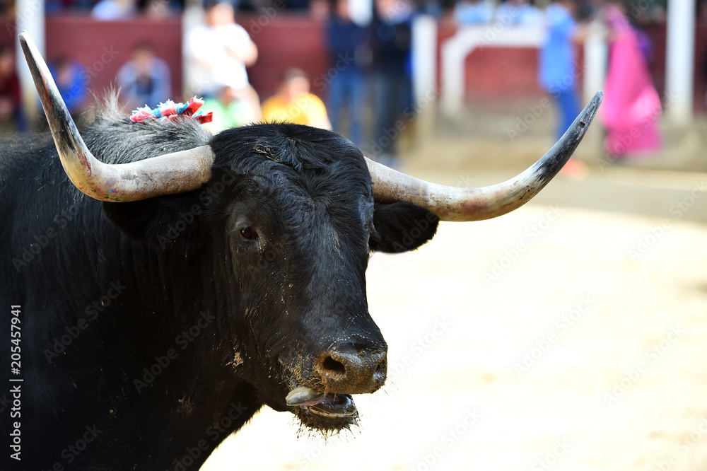 toro en españa toro en españa