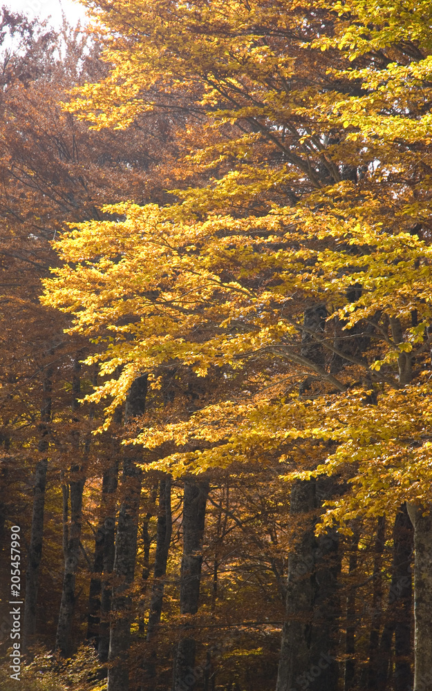Fototapeta premium Yellow woods