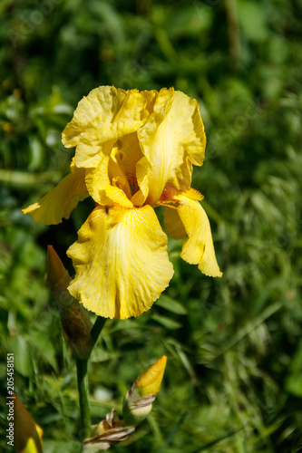 Fototapeta Naklejka Na Ścianę i Meble -  Beautiful iris flower on flowerbed in garden