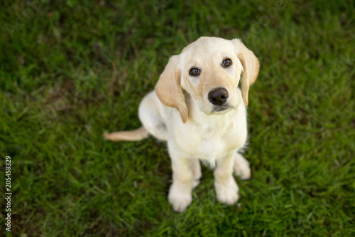 lab puppy looking up