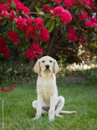 lab puppy sitting in garden