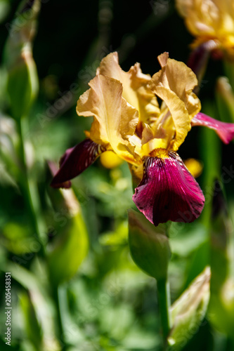Fototapeta Naklejka Na Ścianę i Meble -  Beautiful iris flower on flowerbed in garden