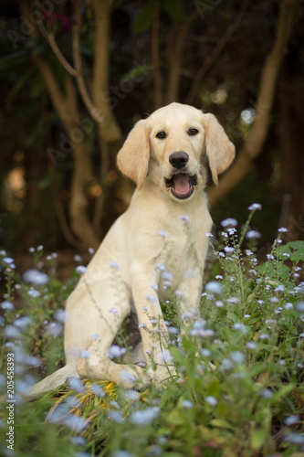 Funny yellow lab puppy in garden