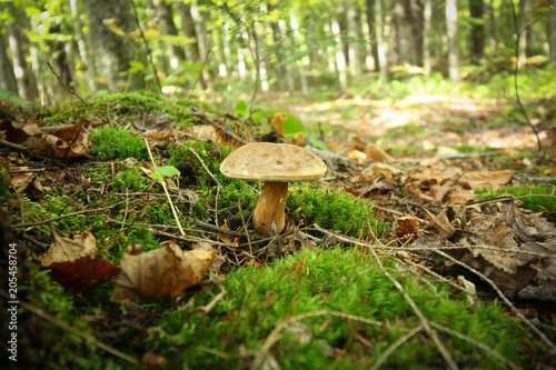 Mushroom on the forest floor