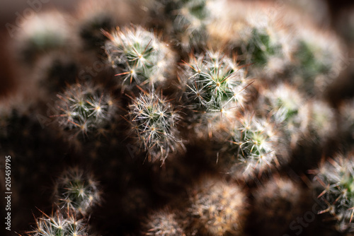 Sneed’s Pincushion Cactus (Carpet Foxtail Cactus). Close up.