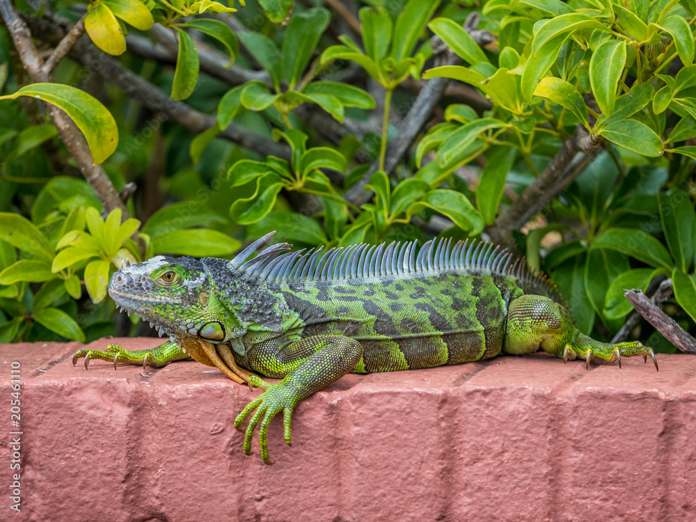 Iguana laying on the brick wall Iguana laying on the brick wall