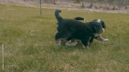 Camera follows two burnese mountain dog puppies walking through the grass in a front yard photo