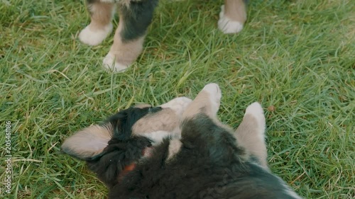 Two burnese mountain dog puppies play fight in the front yard photo