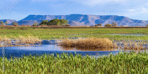 The beautiful marsh in Alamosa National Wildlife Refuge at the edge of the Sangre de Cristo range of the Rocky Mountains in southern Colorado photo