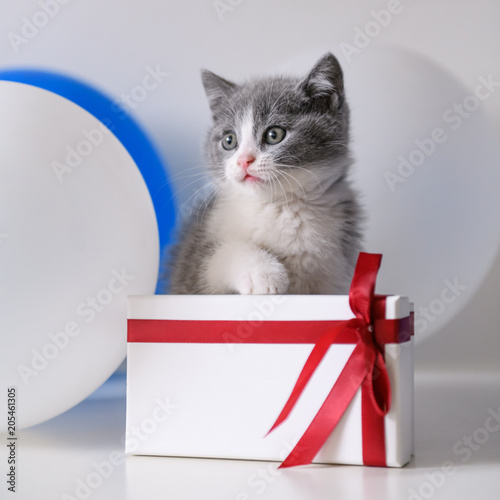 Cute Kitten and gift box