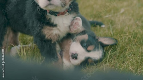 Two burnese mountain dog puppies play fight with each other in the front yard in the grass photo