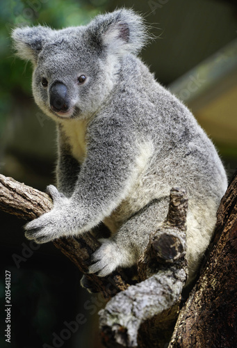 Fototapeta Naklejka Na Ścianę i Meble -  Australian koala large head with round, fluffy ears and large, spoon-shaped nose