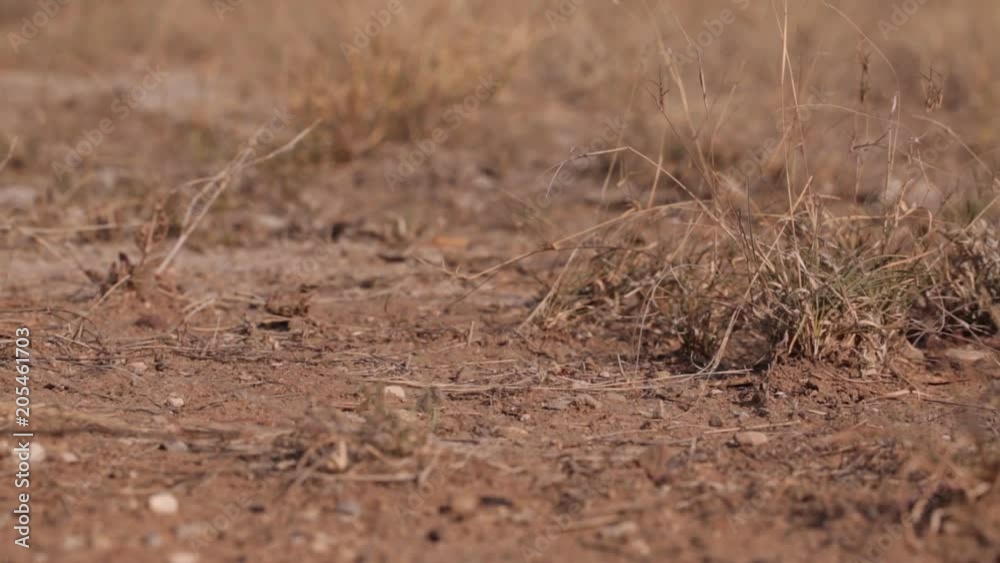 desierto desierto
