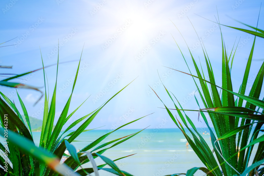Obraz premium Beach sea green leaves in the summer sun background.