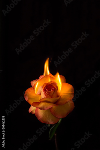 Yellow and red rose flame on black background