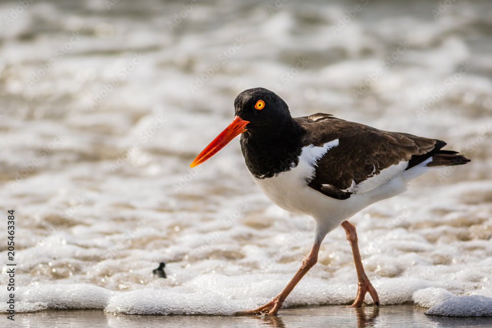 American Oystercatcher, Haematopus palliatus, walking along the ocean on a sunny morning in Cape May, NJ American Oystercatcher, Haematopus palliatus, walking along the ocean on a sunny morning in Cape May, NJ