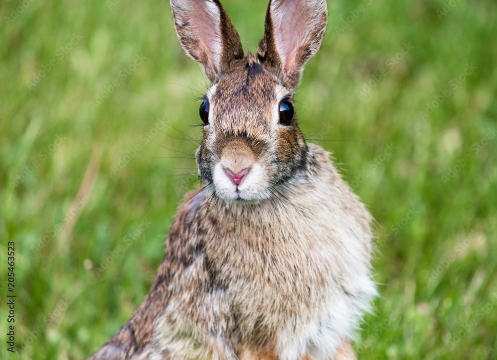 Fototapeta premium Rabbit in Field