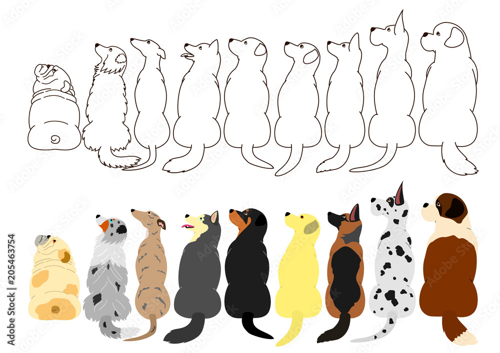 Obraz premium dogs looking up sideways in a row