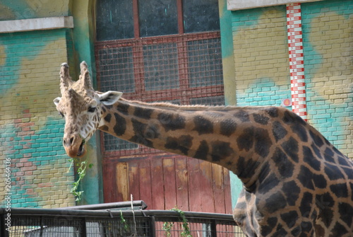 Canvas Print giraffe in zoo