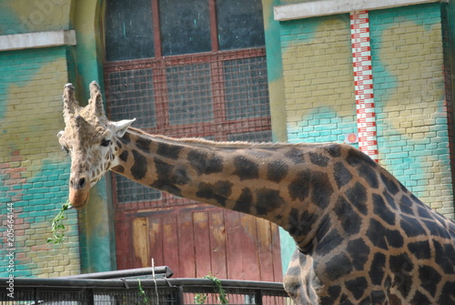 Photography giraffe in zoo