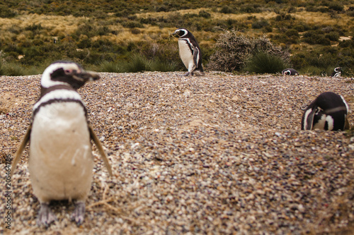 penguins in Patagonia Peninsula de valdes Argentina, Magellanic Penguin