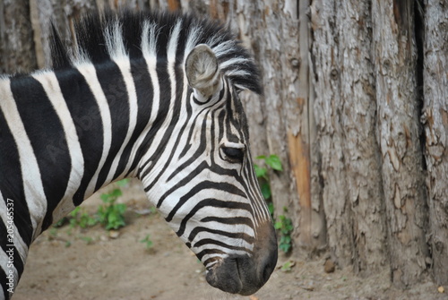 Zebra