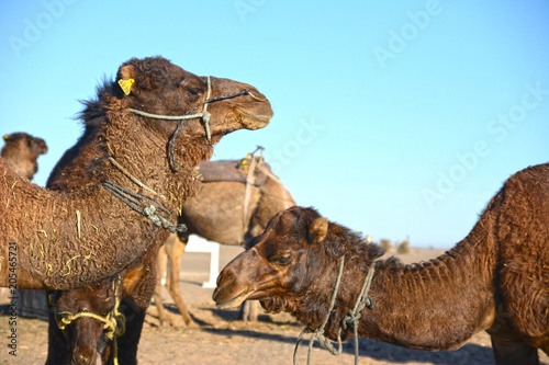サハラ砂漠のラクダ © TDMMR
