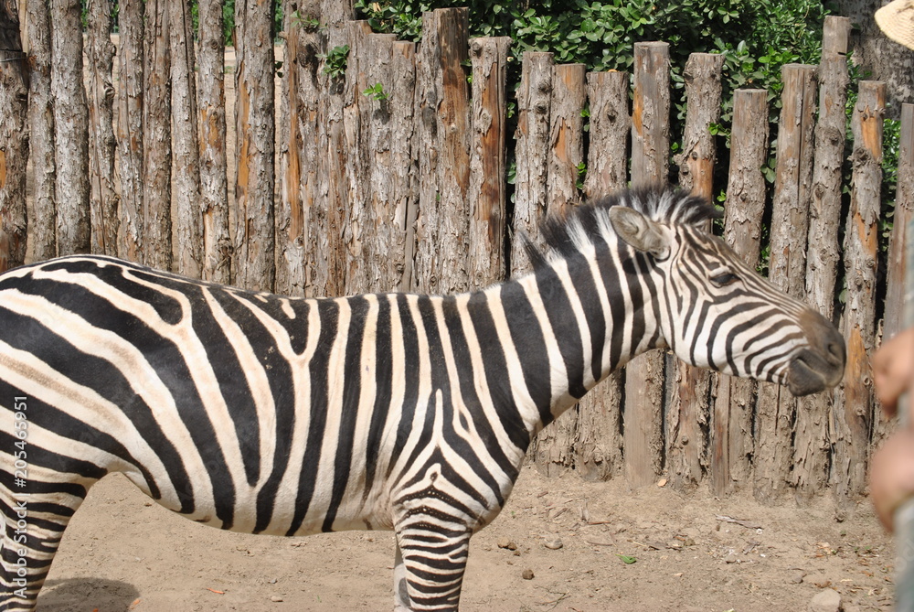 zebra in zoo