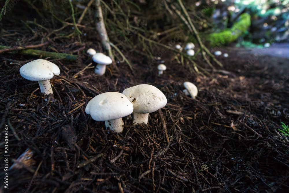 white mushrooms growing in forest canopy white mushrooms growing in forest canopy