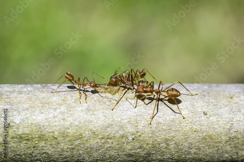 Ant Group With Green Background © Jacky