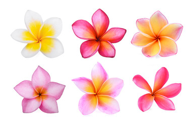 set of white frangipani (plumeria) flower isolated on white background